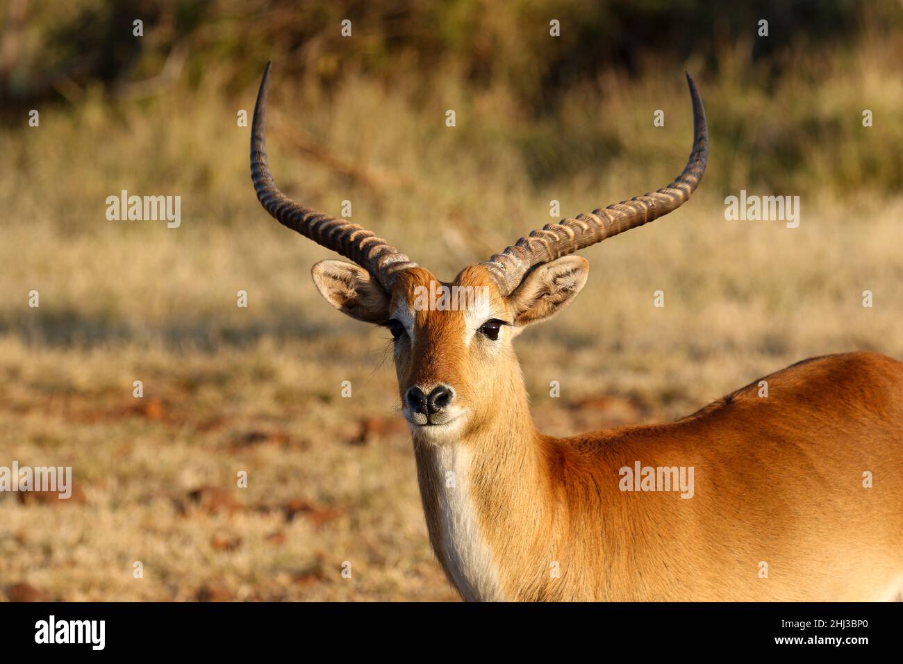 Roten Letschwe, Okavango Delta, Botswana Stockfoto