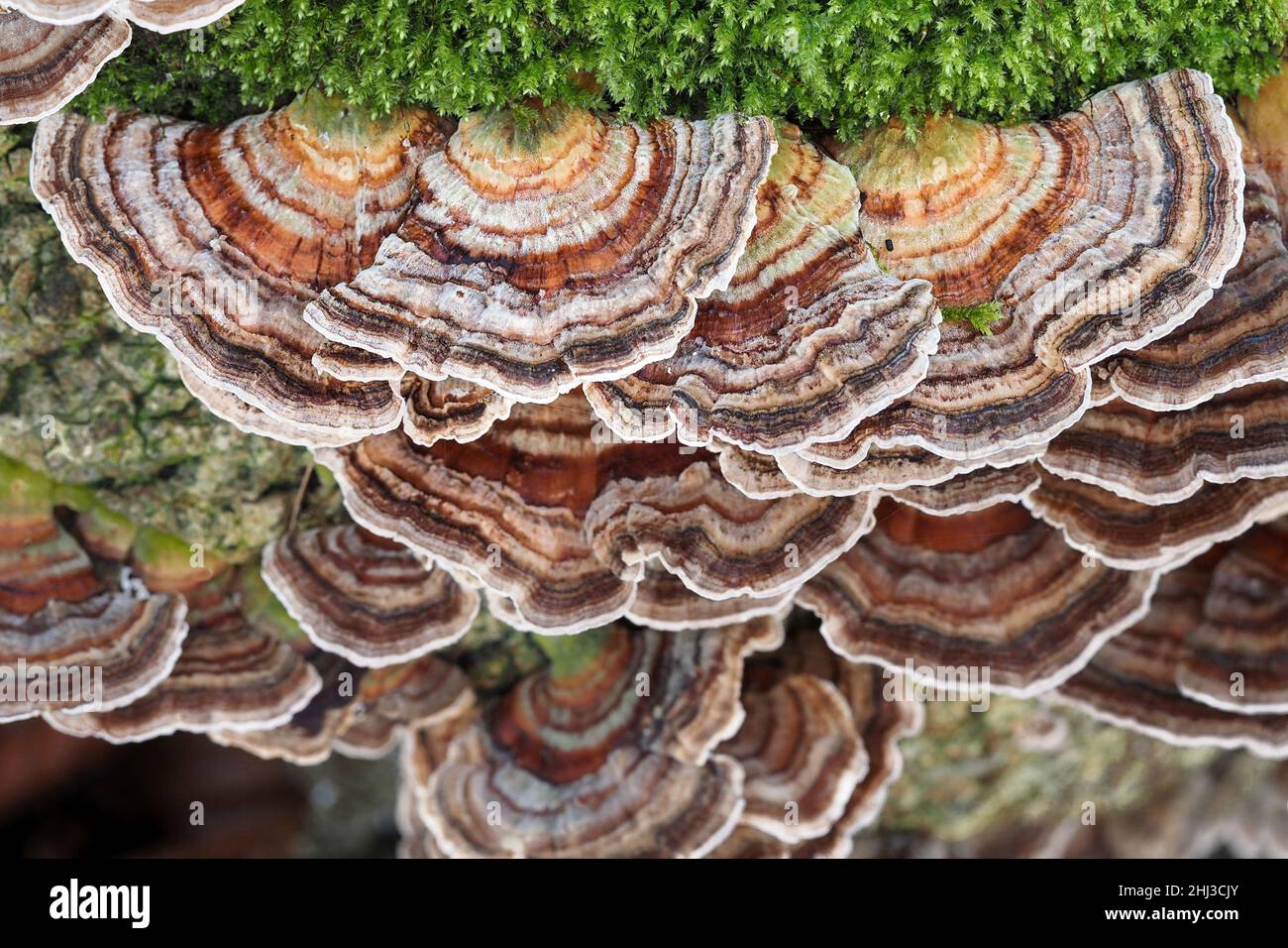 Turkey Tails Trametes versicolor ein kleiner Bracket-Pilz, der auf einem gefallenen Baum in einem Somerset-Wald in Großbritannien wächst Stockfoto