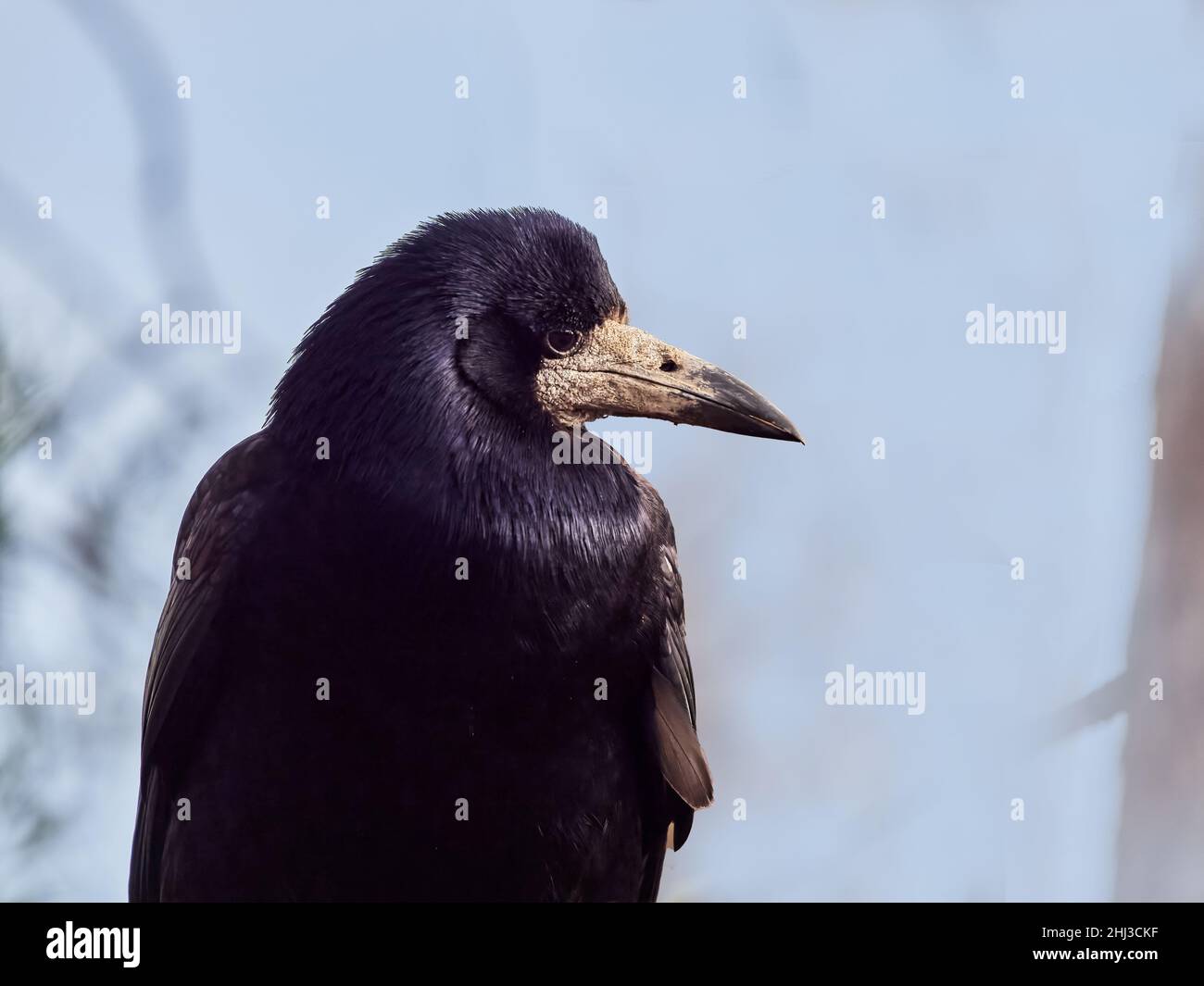 Nahaufnahme eines Rooks Corvus frugilegus ein intelligentes Mitglied der Krähenfamilie - Somerset UK Stockfoto