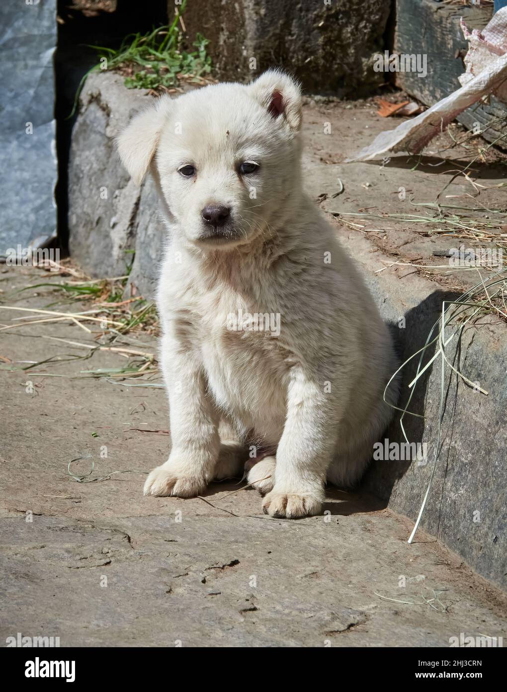 Weißer Himalaya-Schäferhund-Welpe in einem Bergdorf im Saryu-Tal Uttarakhand Nordindien Stockfoto