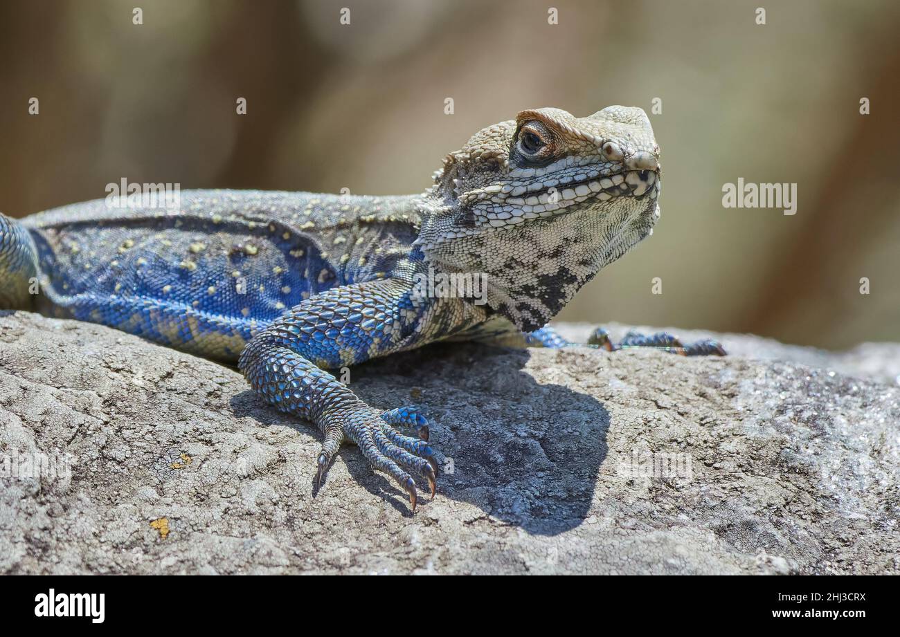 Kashmir Rock Agama Eidechse Laudakia tuberculata mit blauen Beinen und Flanken, die an einer Wand in einem Binsar Bergdorf Uttarakhand Himalayas Indien sonnen Stockfoto