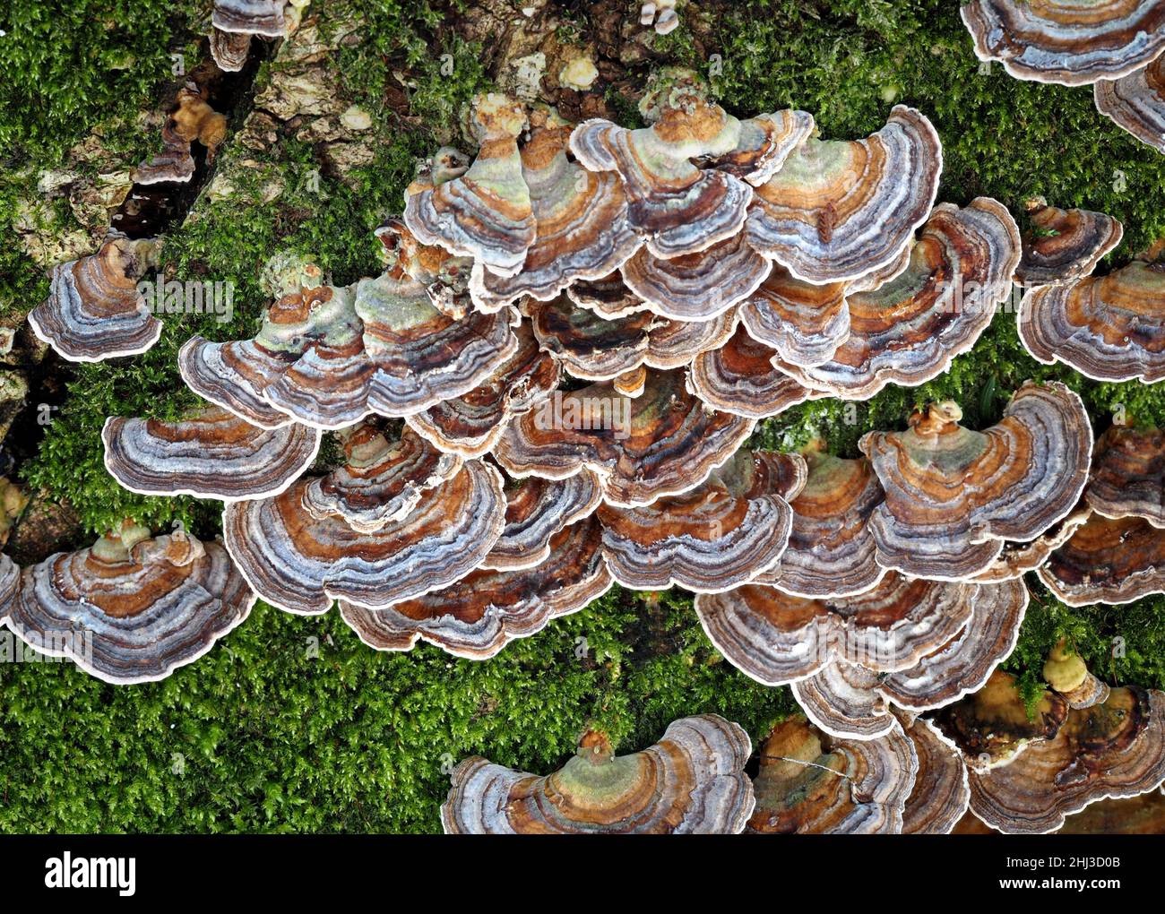 Turkey Tails Trametes versicolor ein kleiner Bracket-Pilz, der mit Moosen auf einem gefallenen Baum in einem Somerset-Wald in Großbritannien wächst Stockfoto