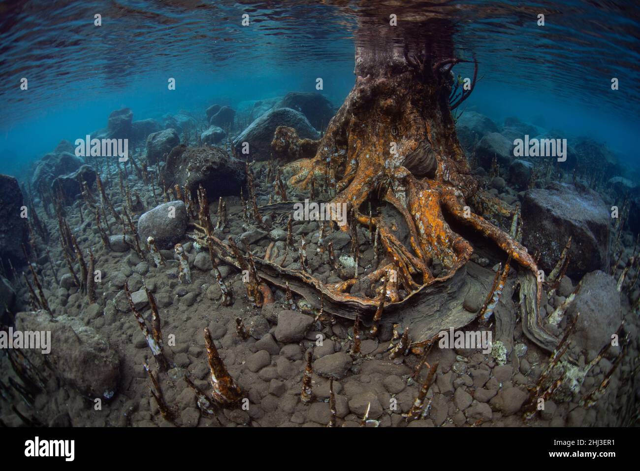 Stachelpneumatophores erheben sich aus dem flachen Meeresboden in einem Mangrovenwald in der Nähe von Alor, Indonesien. Diese seltsamen Wurzeln lassen die Bäume atmen. Stockfoto