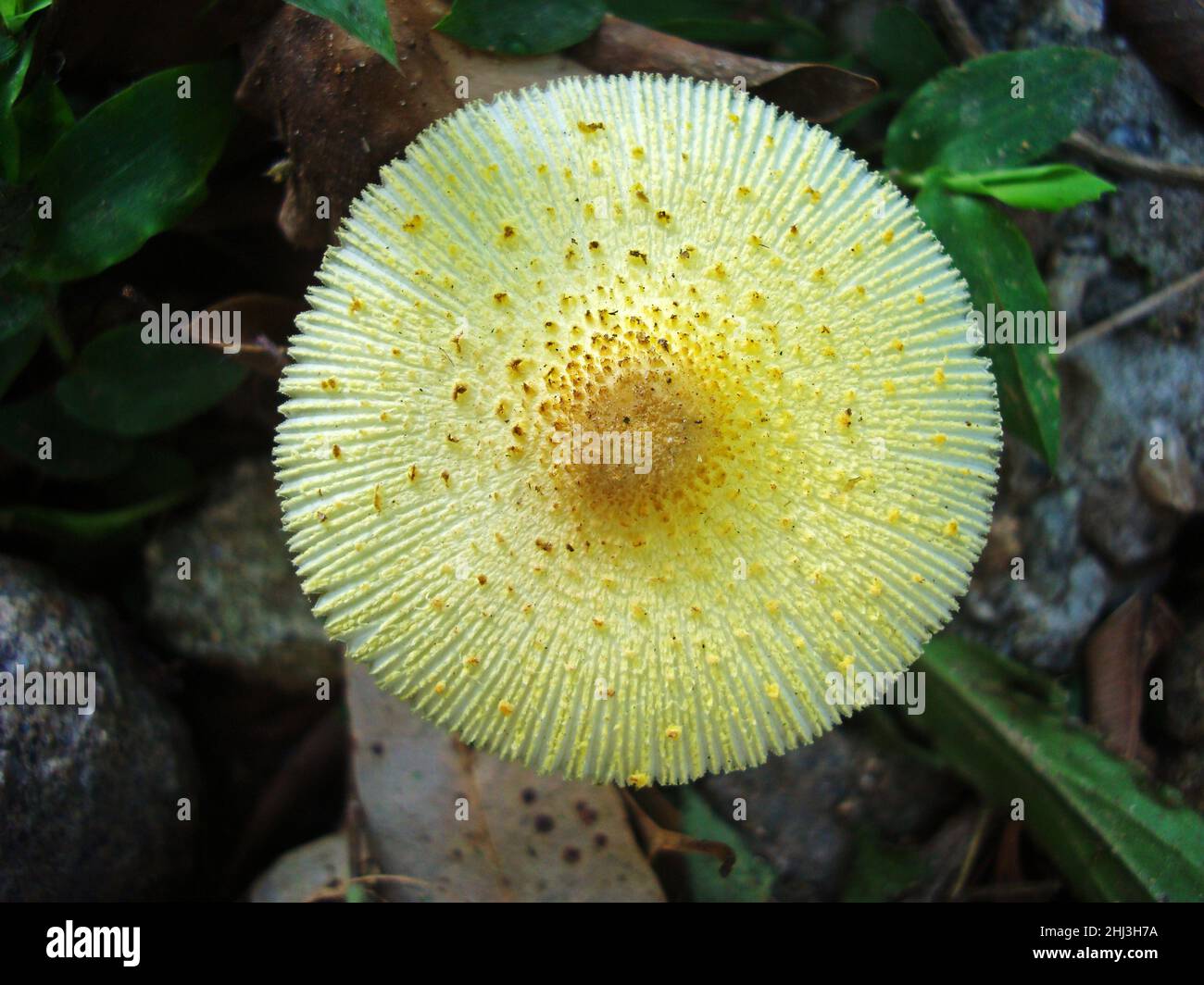 Gelber Pilz auf tropischem Regenwald Stockfoto