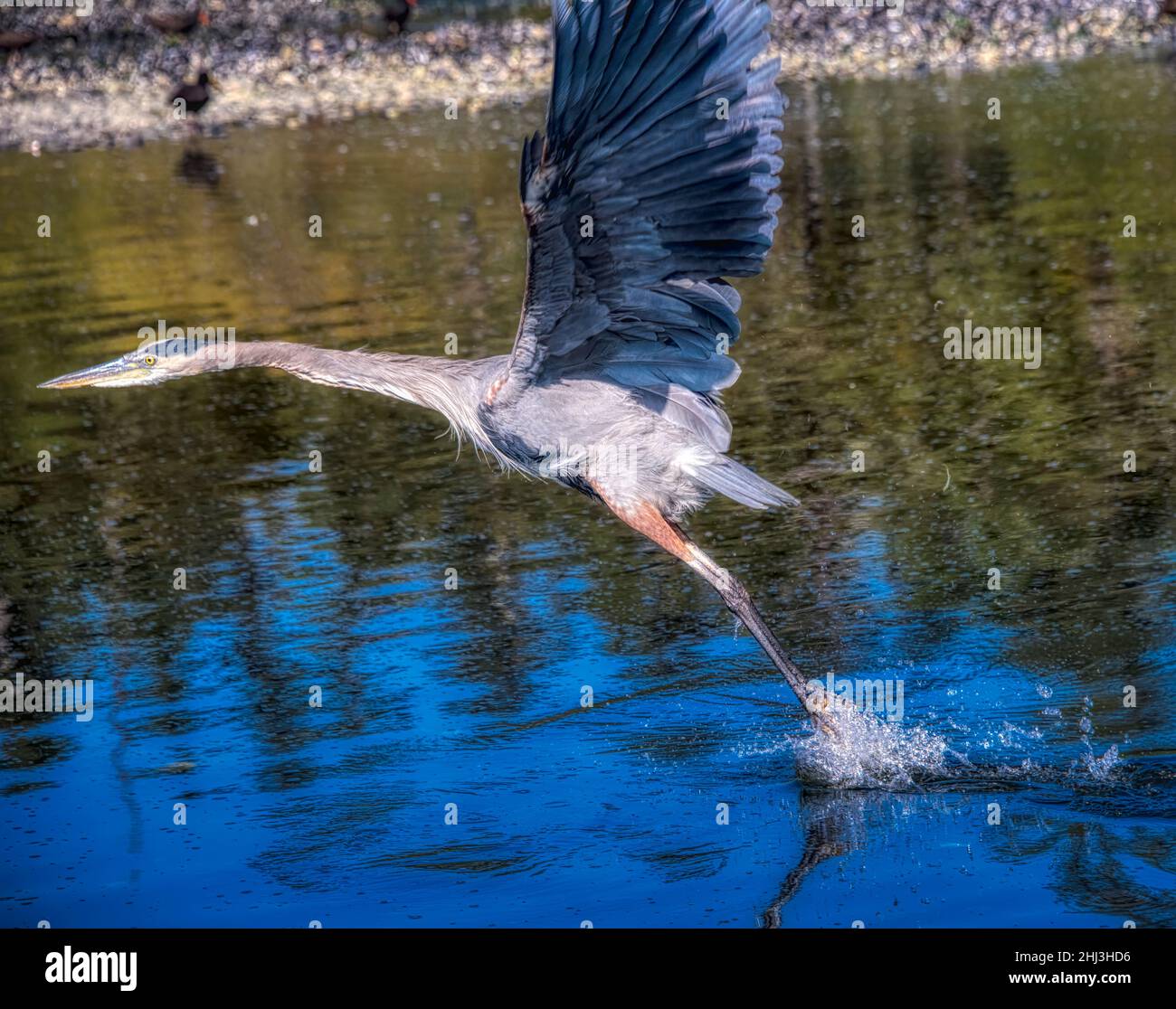 Der große Blaureiher hebt wütend vom Olympic National Park River ab Stockfoto