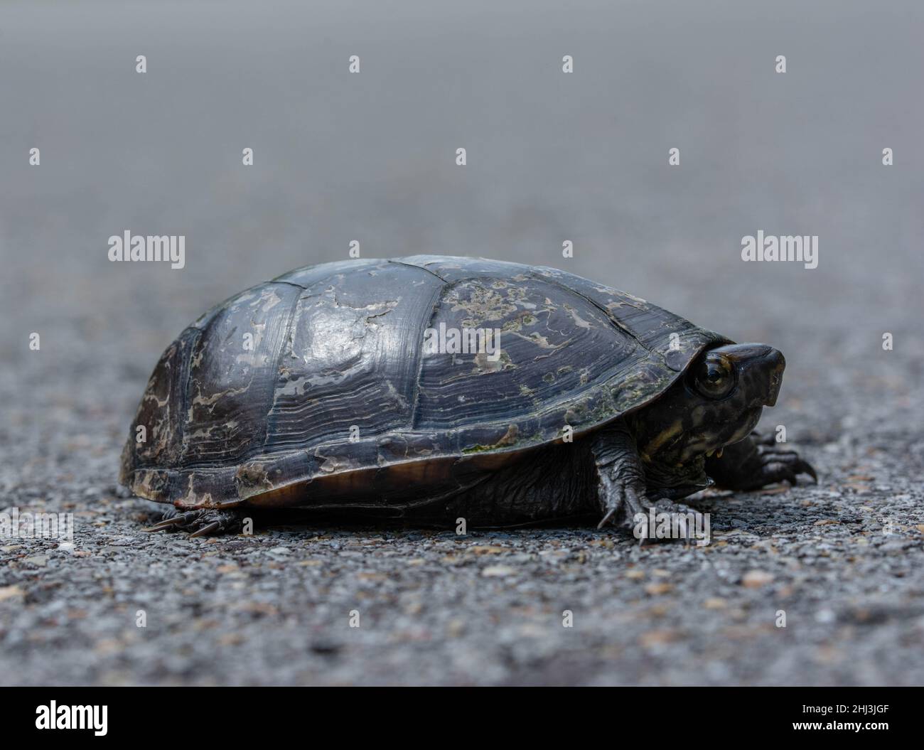 Kinosternon subrubrum hippocrepis Fotos und Bildmaterial in hoher