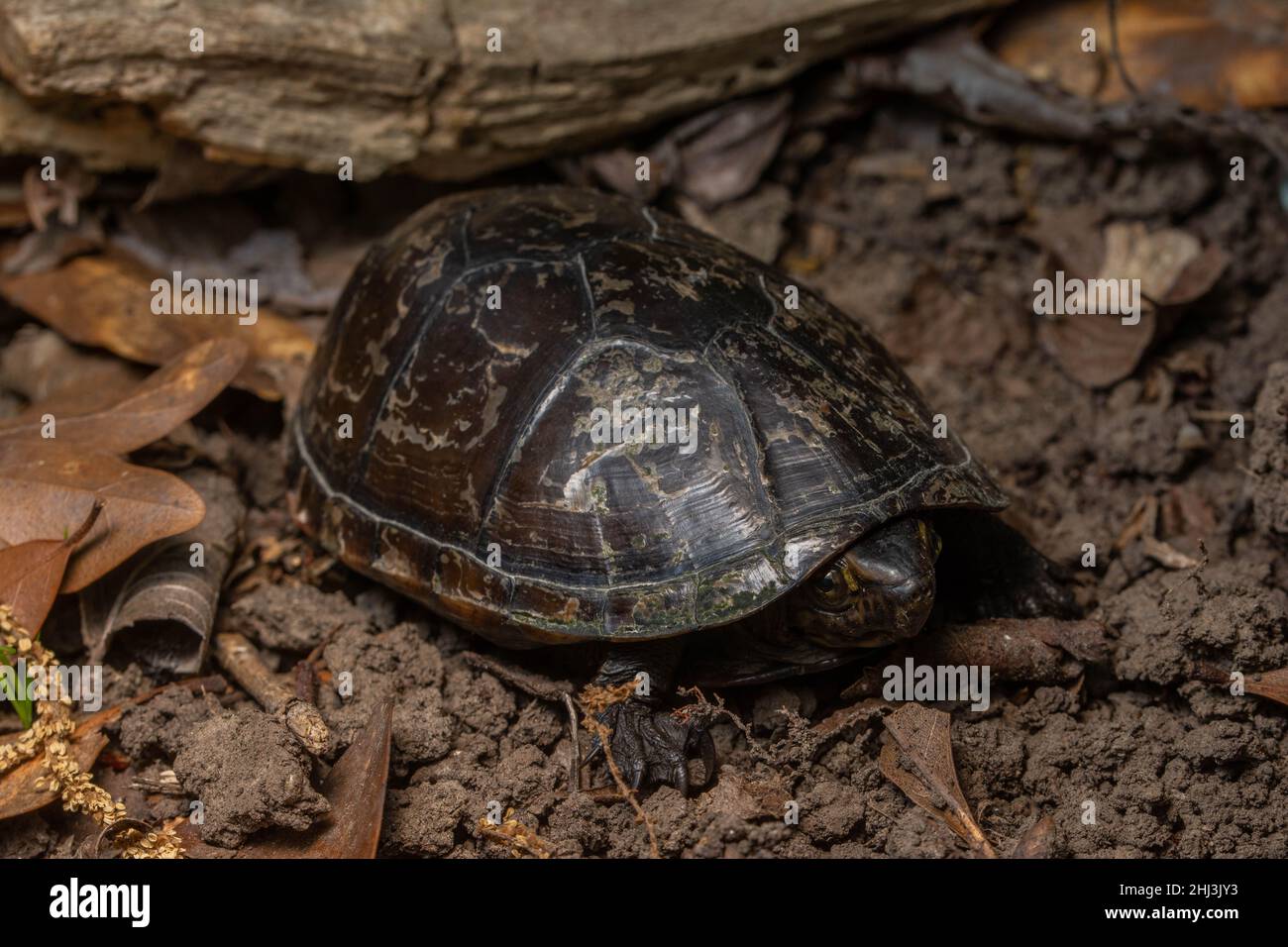 Mississippi Mud Turtle (Kinosternon subrubrum hippocrepis) aus Jefferson Parish, Louisiana, USA. Stockfoto