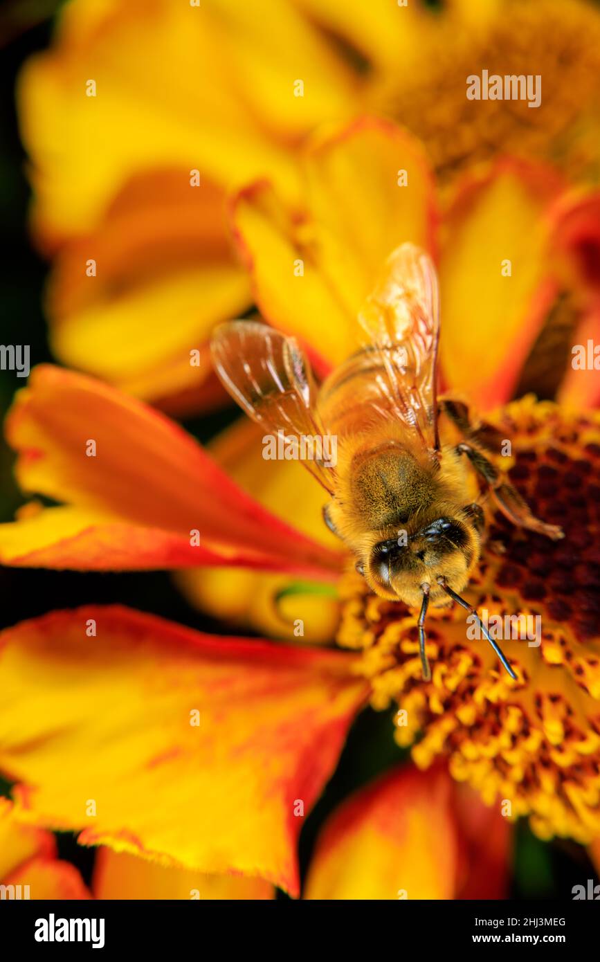 Eine Honigbiene auf der Nahrungssuche auf einer Blume Stockfoto