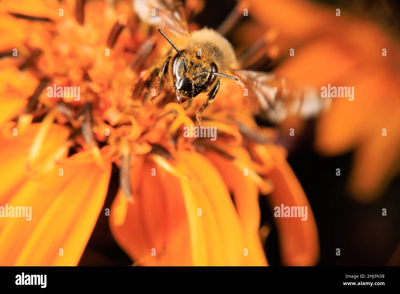 Eine Honigbiene auf der Nahrungssuche auf einer Blume Stockfoto