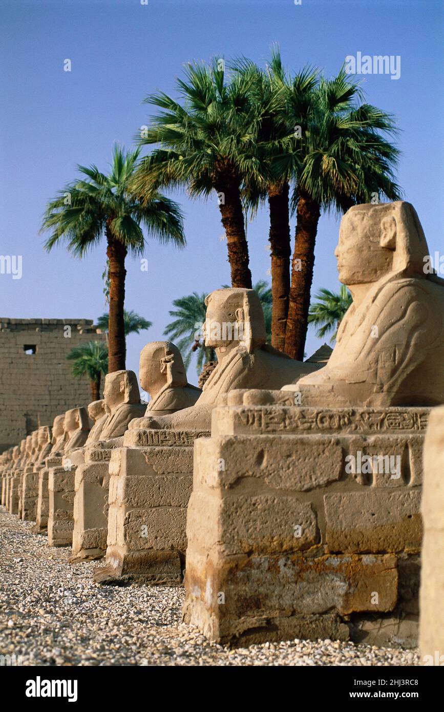 Die Avenue of Sphinxes, die zum Luxor-Tempel führt, Luxor, Ägypten Stockfoto