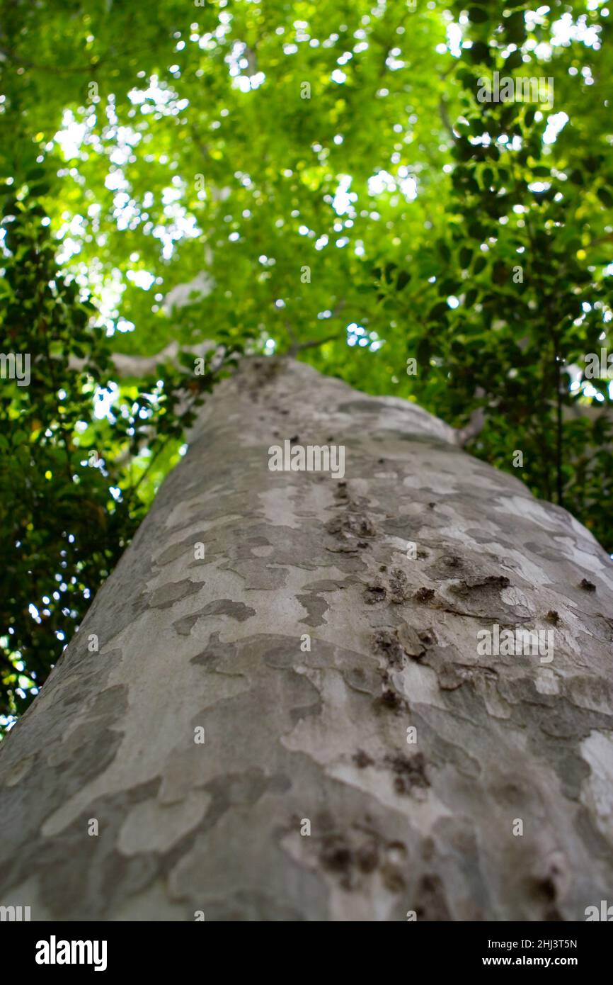 Bäume in einem japanischen Garten, könnte überall sein, Eukalyptus, Schönheit in der Natur und stoppte Zeit Stockfoto