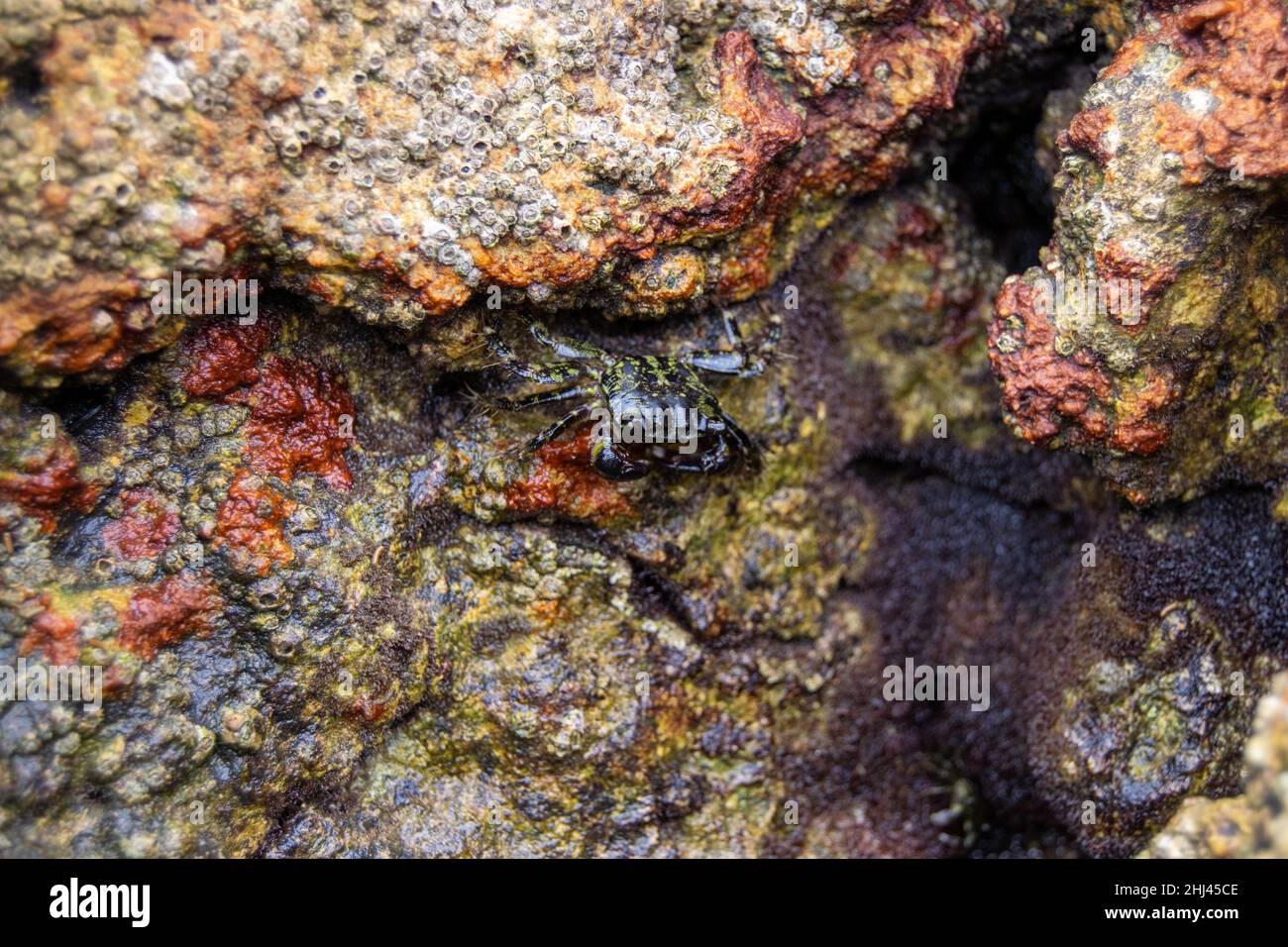 Farbenfrohe Strandfelsen oder Klippen mit kleinen Krabben an der Atlantikküste. Meeresbewohner. Stockfoto