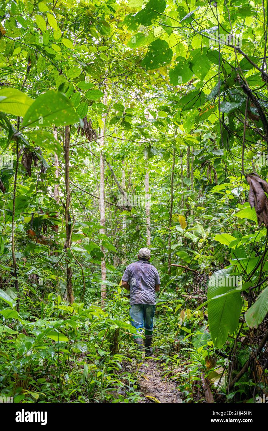 Wandern Sie im Amacayacu Natural National Park, Amazonas, Kolumbien. Stockfoto