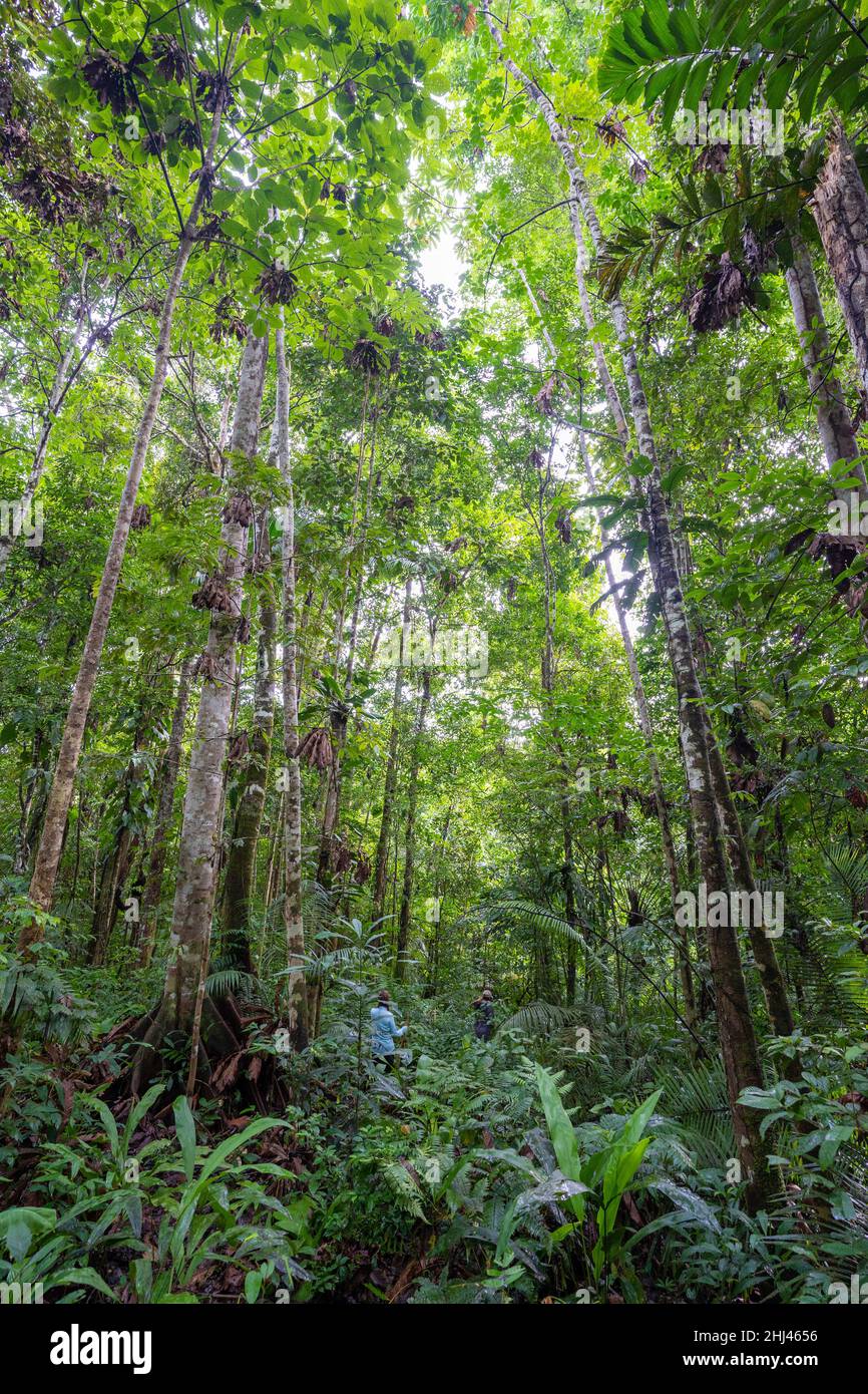 Wandern Sie im Amacayacu Natural National Park, Amazonas, Kolumbien. Stockfoto