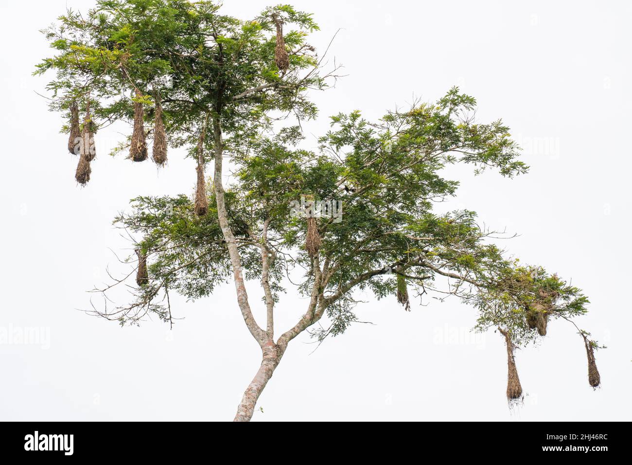 Nester von Orpengola im Amacayacu Natural National Park, Amazonas, Kolumbien. Stockfoto