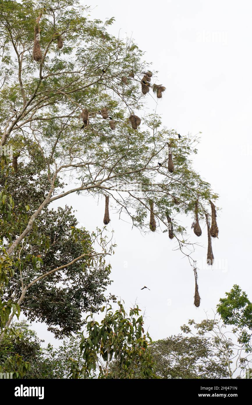 Nester von Orpengola im Amacayacu Natural National Park, Amazonas, Kolumbien. Stockfoto