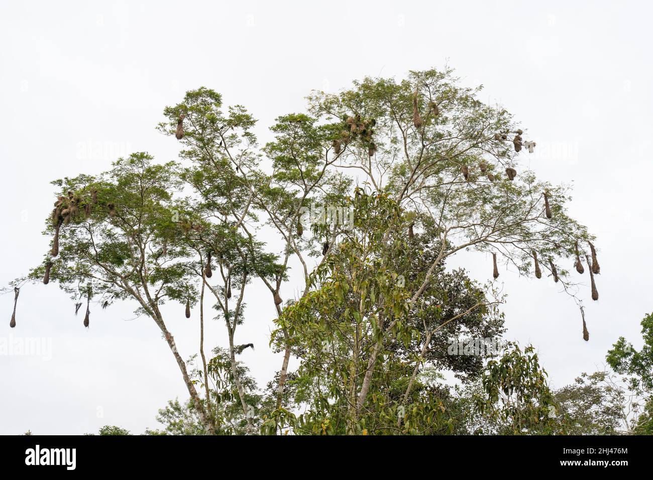 Nester von Orpengola im Amacayacu Natural National Park, Amazonas, Kolumbien. Stockfoto