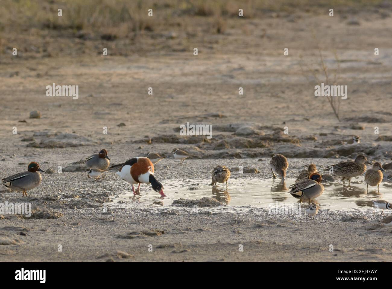 Gemeinsame Shelduck (Tadorna tadorna) Schwimmen im Feuchtgebiet, Naturpark von mallorca spanien, Stockfoto