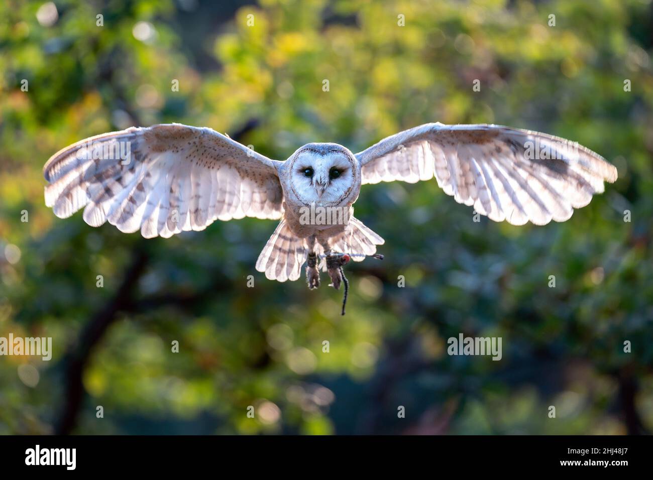 Stalleule von der Vorderseite, die in Richtung der Kamera fliegt. Ausgebreiteter Flügel mit Sonneneinstrahlung. Tyto alba Stockfoto