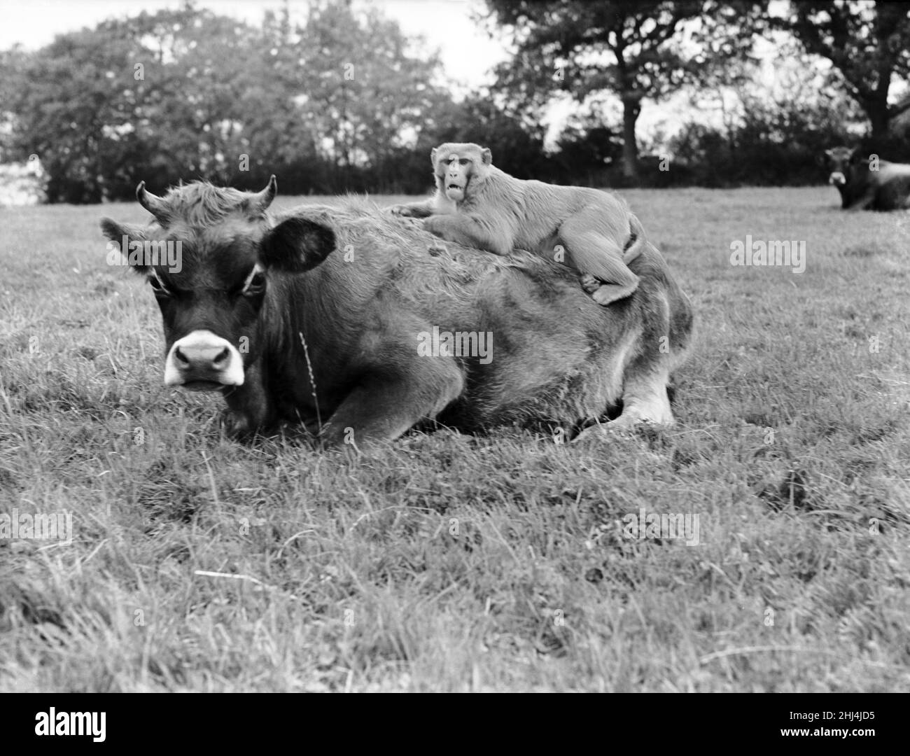 Der Bauer Herbert Browning aus Woodmancote, Sussex, hat sich nie Sorgen um die Sicherheit seiner Herde von dreißig Jersey-Färsen gemacht. Der Affe „Ingwer“ bewacht sie Tag und Nacht. 14th. Oktober 1956 Stockfoto