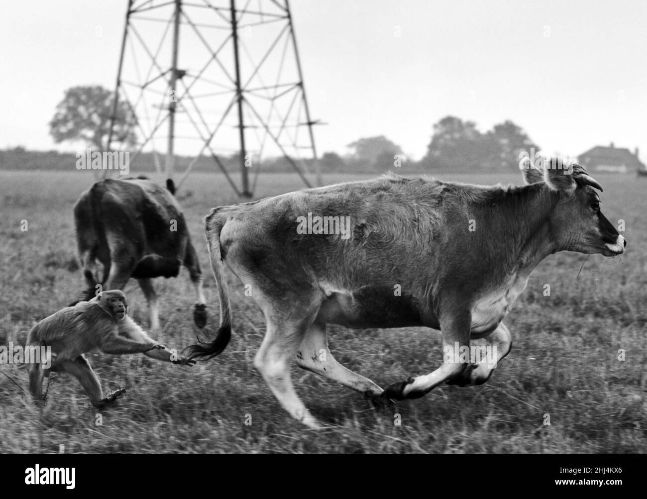 Der Bauer Herbert Browning aus Woodmancote, Sussex, hat sich nie Sorgen um die Sicherheit seiner Herde von dreißig Jersey-Färsen gemacht. Der Affe „Ingwer“ bewacht sie Tag und Nacht. „Hiermit hängt ein Schwanz“, den „Ginger“ nicht ganz ergreifen kann, während er eine seiner verirrenden Herden jagt. 14th. Oktober 1956 Stockfoto