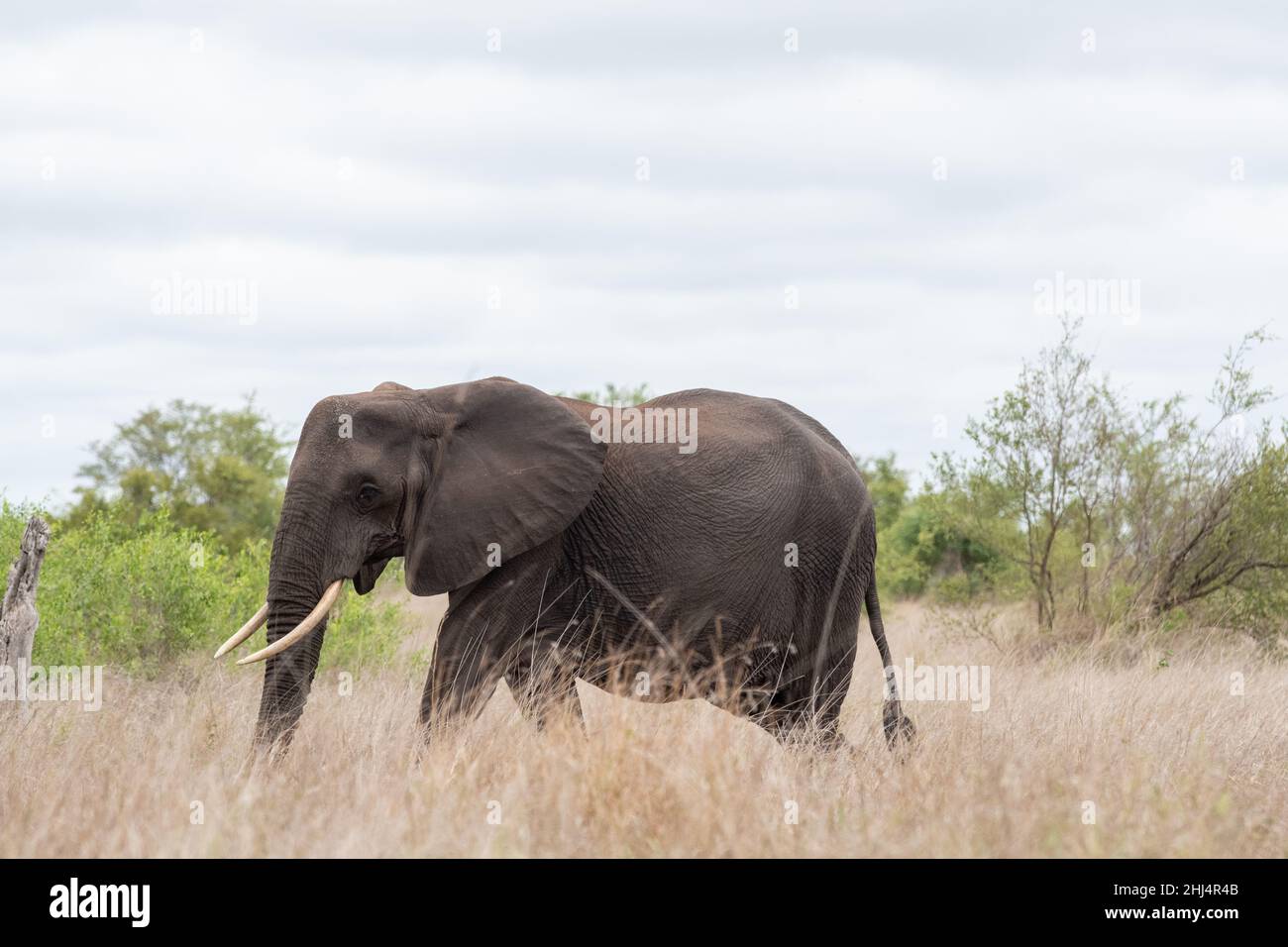 Afrikanische Elefanten im Krüger Nationalpark, Südafrika Stockfoto