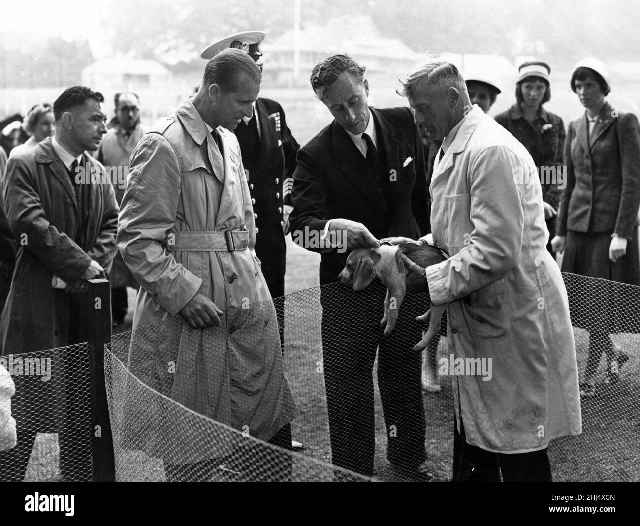 Draußen besaß der Herzog von Edinburgh einen Regenmantel und besuchte die Beagles-Zwinger am Britannia Royal Naval College, Dartmouth, und verbrachte einige Minuten damit, eine ganze Menge Welpen zu sehen. 1st. Juli 1958. Stockfoto