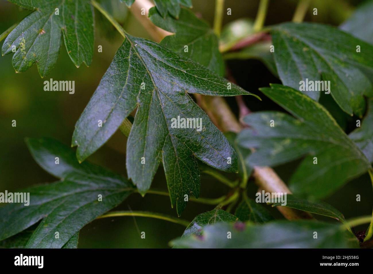 Crataegus monogyna Blatt Stockfoto