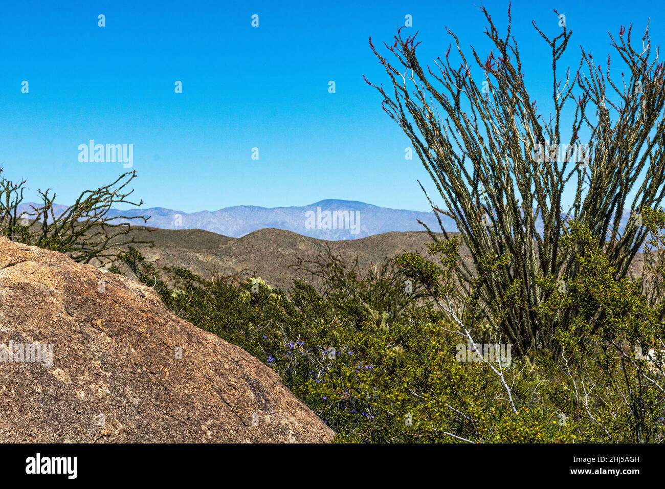 Felsige Wüstenlandschaft im Süden Kaliforniens mit Ocotillo-Kaktusbaum im Vordergrund Stockfoto