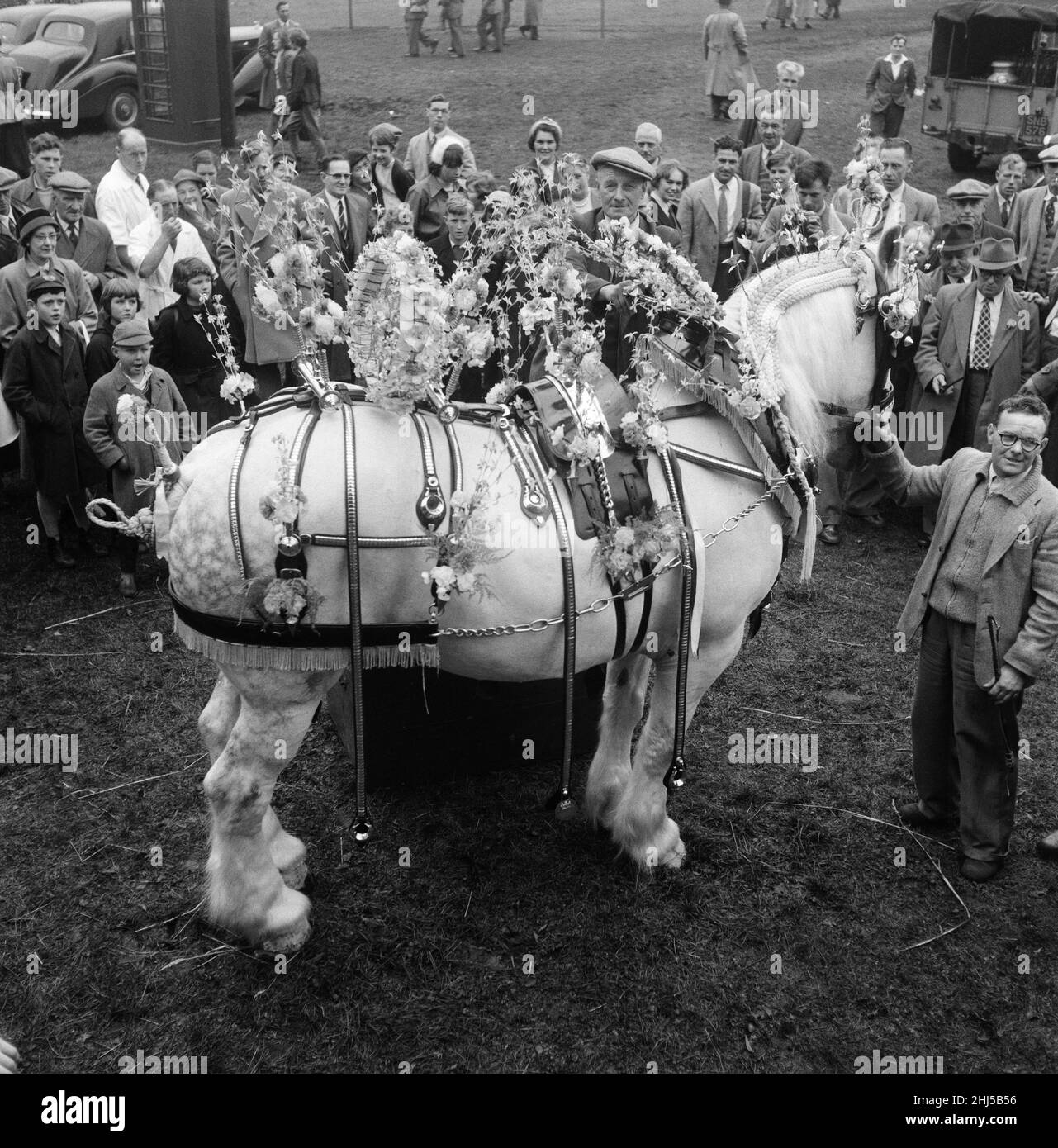 Cart hourse mit seinem Bräutigam John Barratt. Altrincham Landwirtschaftsmesse. Altrincham, Trafford, Greater Manchester. 23rd. Oktober 1957 Stockfoto