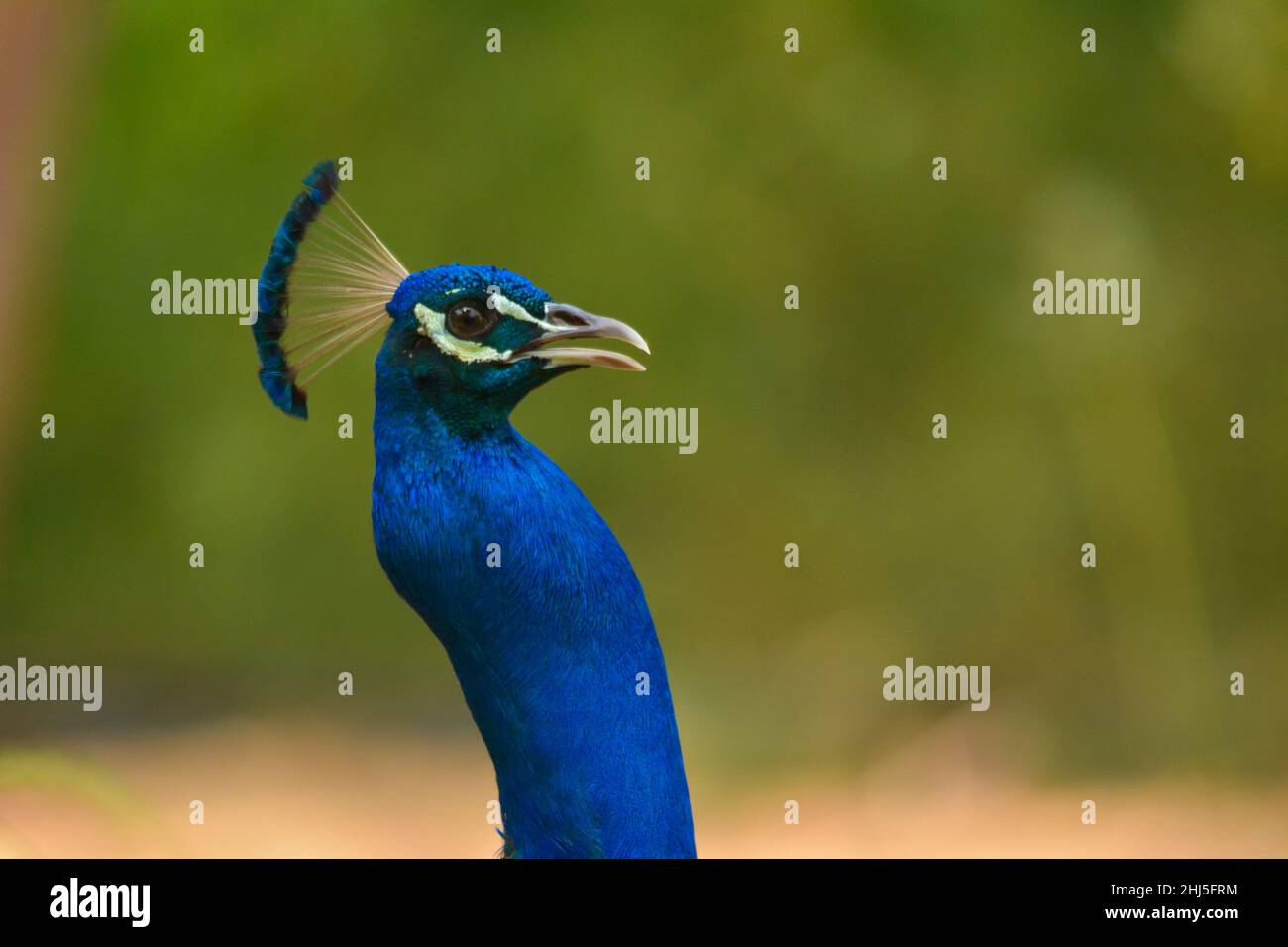 Peacock Nahaufnahme Kopf geschossen Stockfoto