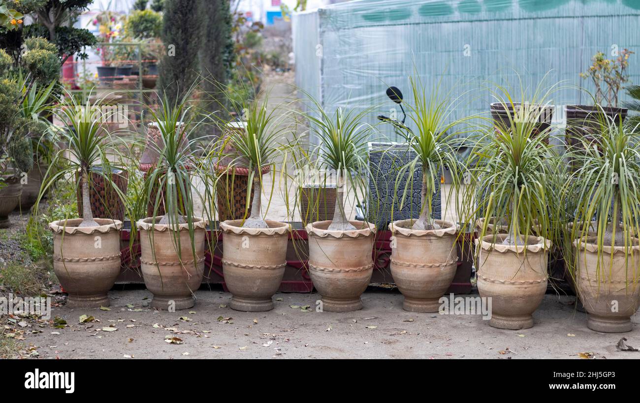 Beacarnea recurvata Pferdeschwanz Palmen Pflanzen in einem großen Töpfe
