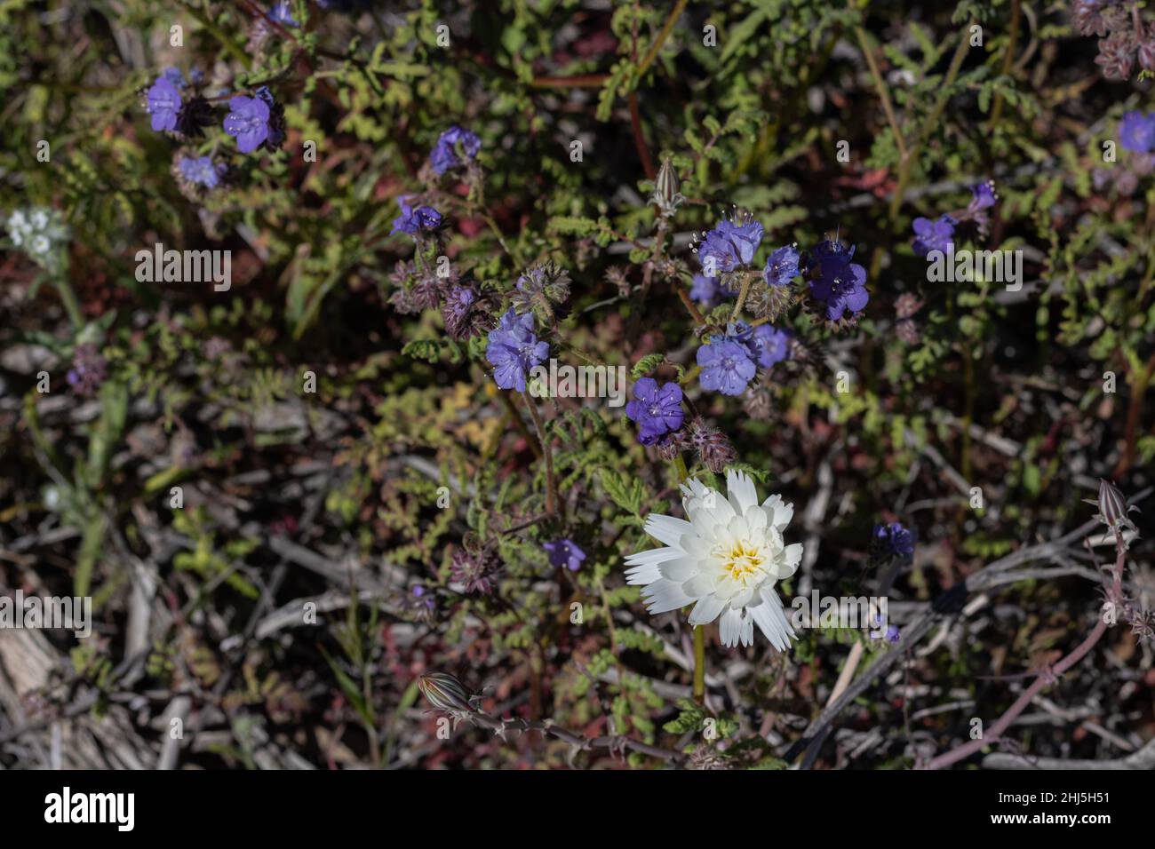 Einzelne weiße Zichorien-Wildblume mit violettem Phacelia, Skorpionkraut, gefunden auf südwestlichen Wanderversuchen in Südkalifornien, Anza Borrrego Stockfoto
