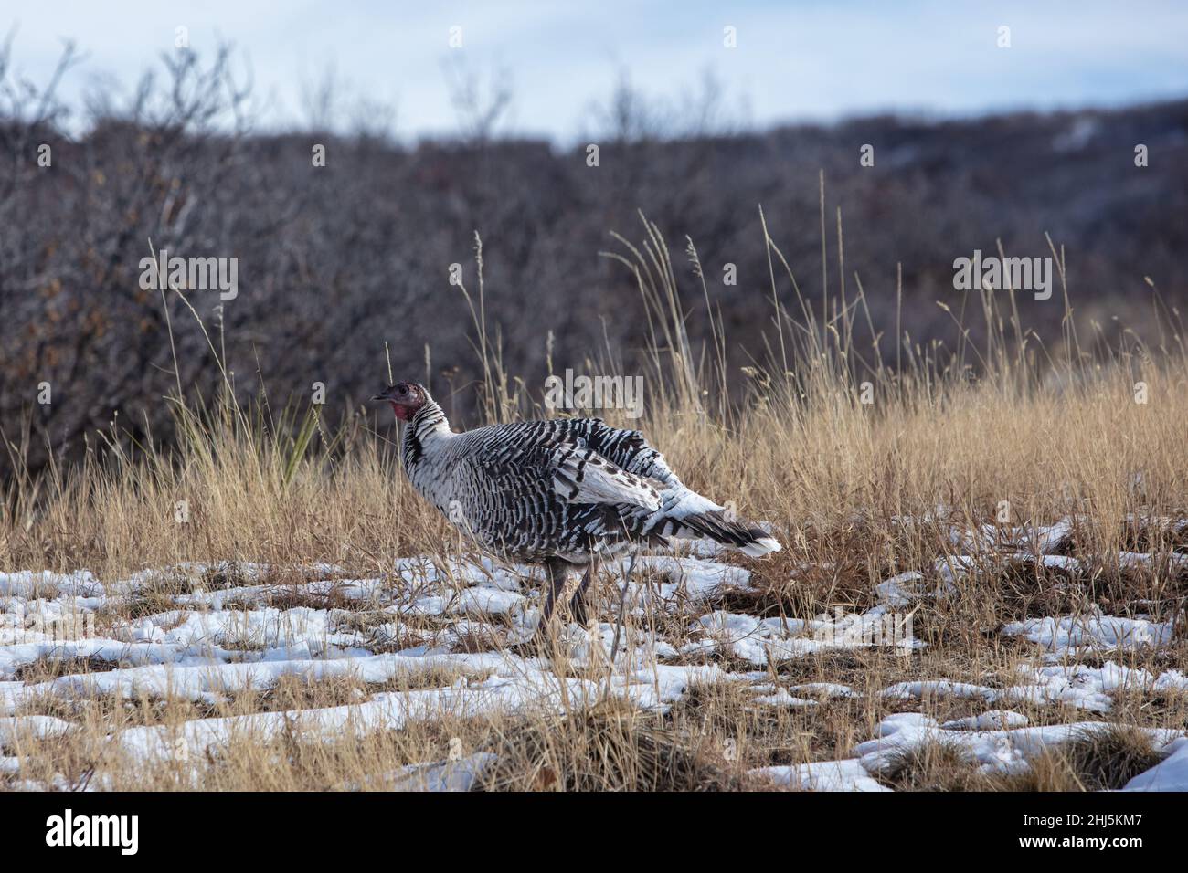 Eine nordamerikanische Wilde Türkei, die durch eine Wiese in Colorado, USA, geht. Stockfoto