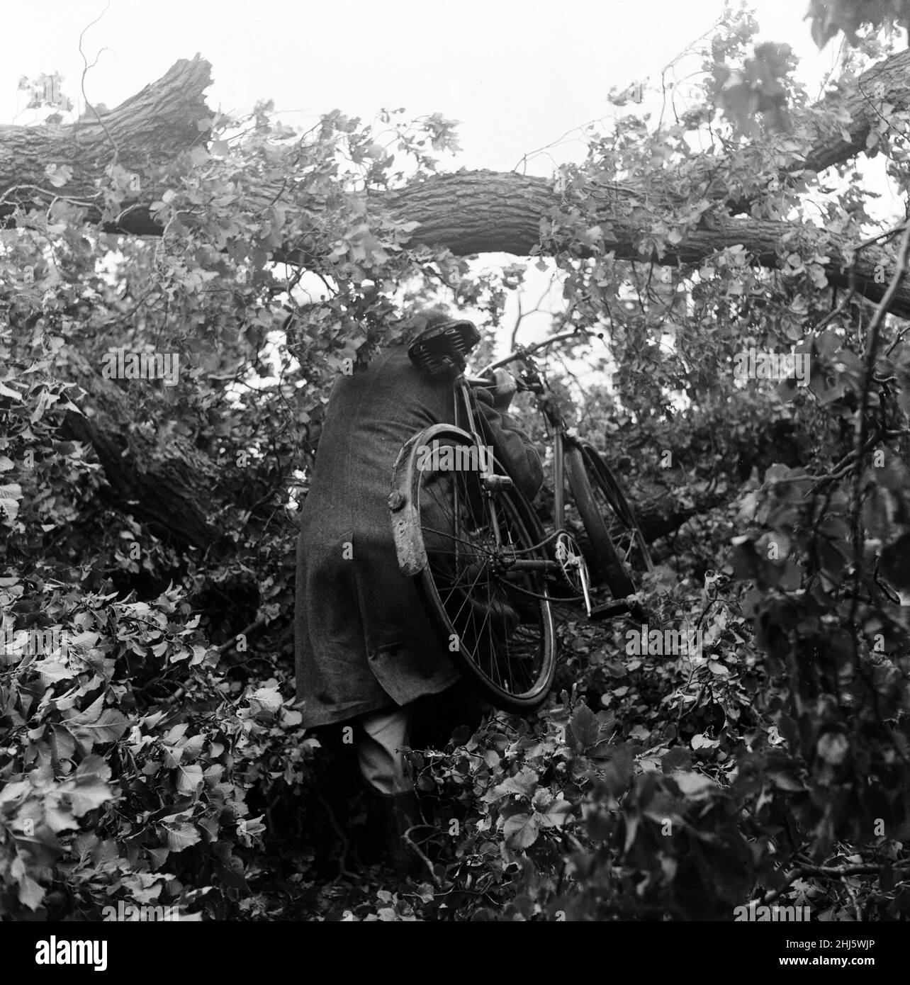 Sturmschäden an der Südküste an der Hauptstraße von London eine Meile hinter Pullborough, Sussex. Ein Baum blies über die Straße und stoppte den Sonntagsverkehr nach Bognor. Fußgänger und Radfahrer fanden durch die Äste einen Weg auf die andere Seite und ersparten so einen langen Umweg. 29th. Juli 1956. Stockfoto