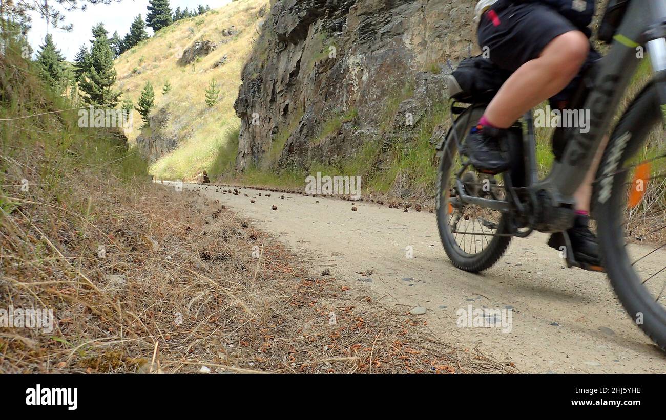Eine Radfahrerin auf einem E-Bike radelt auf dem Otago Rail Trail, NZ, durch Kiefernzapfen Stockfoto