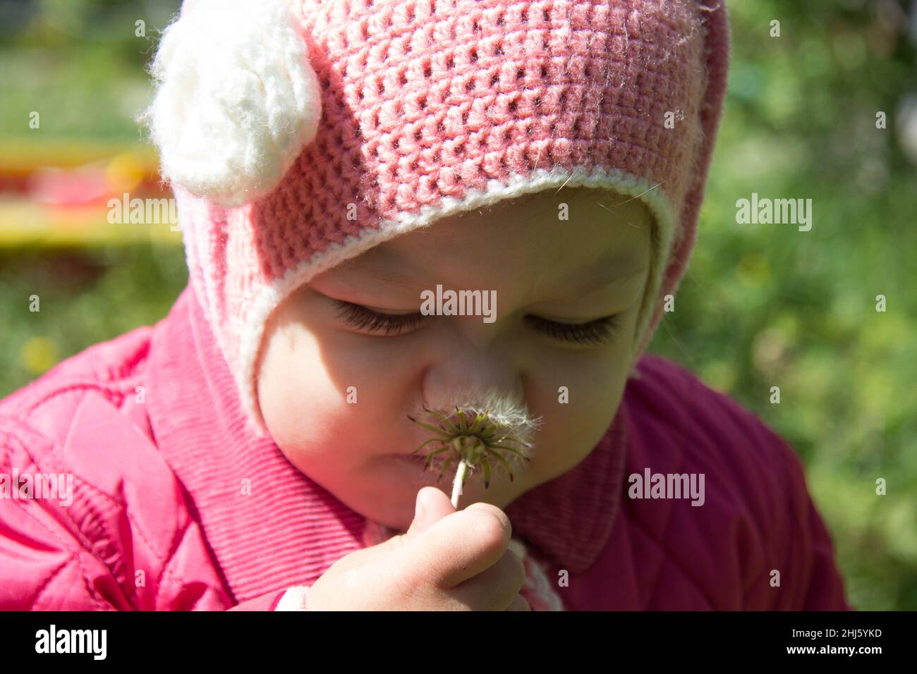 Porträt eines Kindes von zwei Jahren riechendem Dandelion und knitterender Nase im Sommerpark Stockfoto
