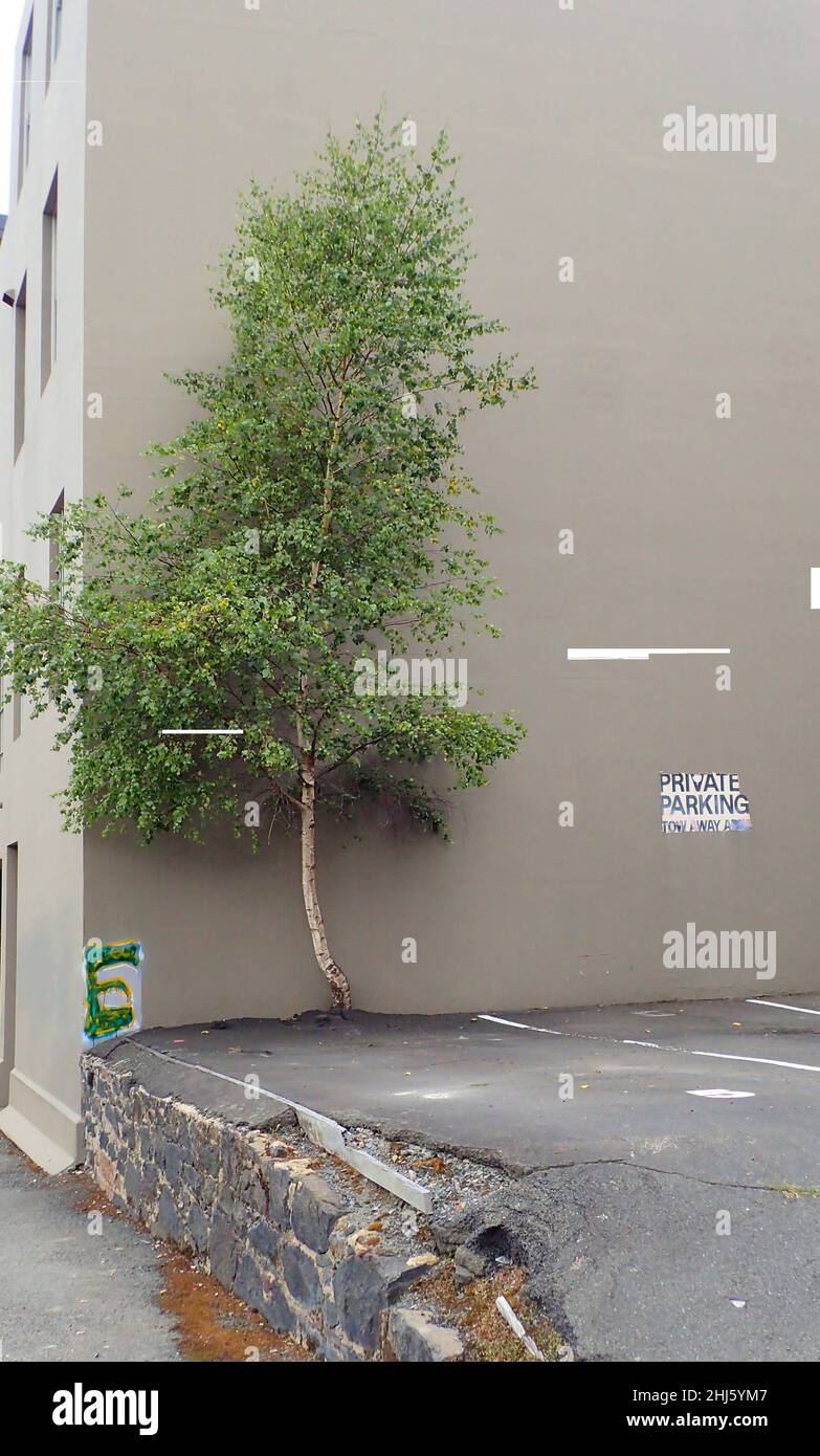 In einem heruntergekommenen Parkplatz wächst ein Baum stark aus einem Riss im Boden, gegen ein Gebäude Stockfoto