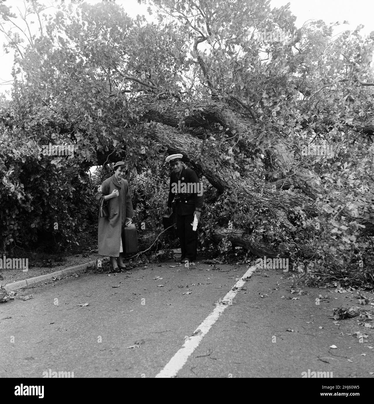 Sturmschäden an der Südküste an der Hauptstraße von London eine Meile hinter Pullborough, Sussex. Ein Baum blies über die Straße und stoppte den Sonntagsverkehr nach Bognor. Fußgänger und Radfahrer fanden durch die Äste einen Weg auf die andere Seite und ersparten so einen langen Umweg. 29th. Juli 1956. Stockfoto