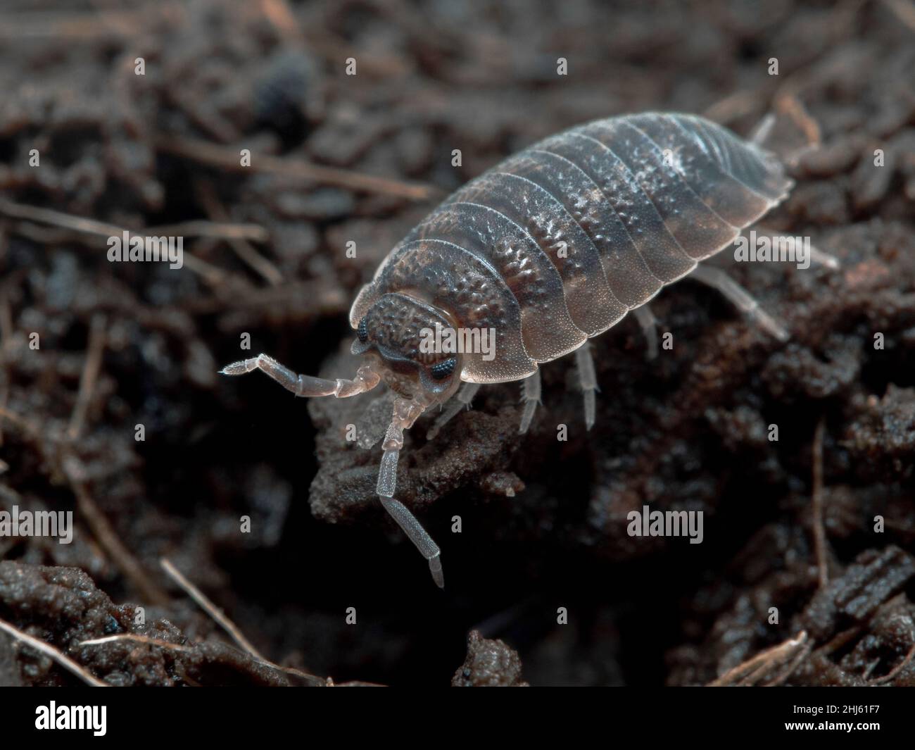 Gewöhnliches raues Waldlaus oder Sauerkäfer, Porcellio-Kräbber, kriechend zwischen Blattstreu Stockfoto