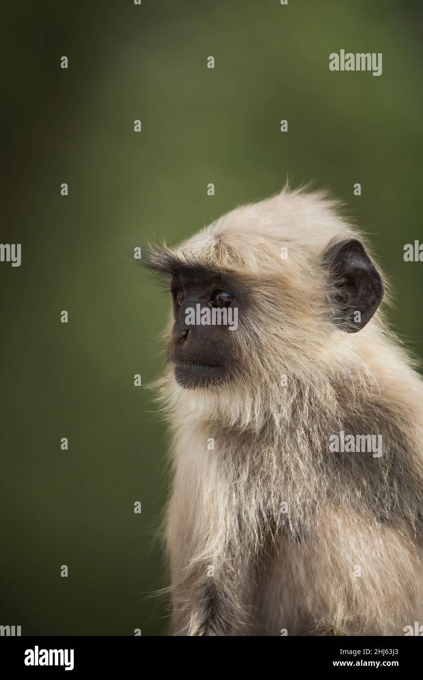 Northern Plains langur, Semnopithecus entellus, Ranthambhore Tiger Reserve, Rajasthan, Indien Stockfoto