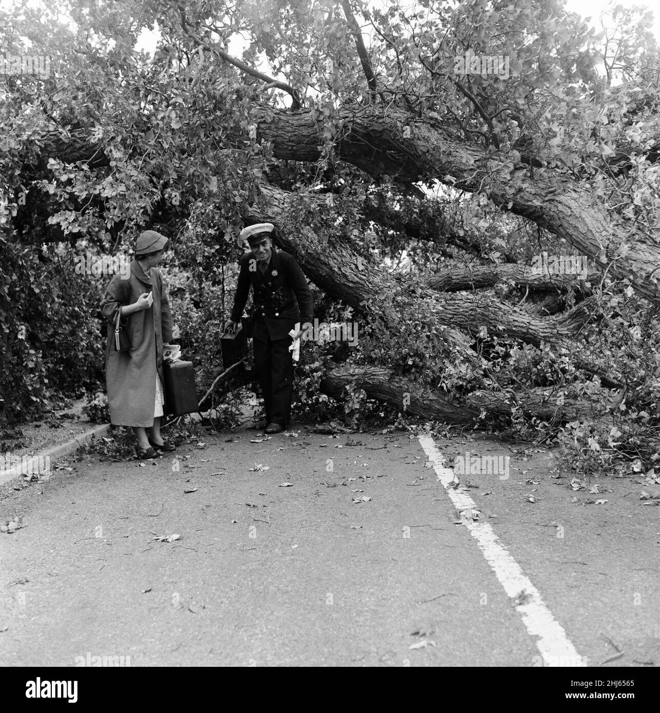 Sturmschäden an der Südküste an der Hauptstraße von London eine Meile hinter Pullborough, Sussex. Ein Baum blies über die Straße und stoppte den Sonntagsverkehr nach Bognor. Fußgänger und Radfahrer fanden durch die Äste einen Weg auf die andere Seite und ersparten so einen langen Umweg. 29th. Juli 1956. Stockfoto