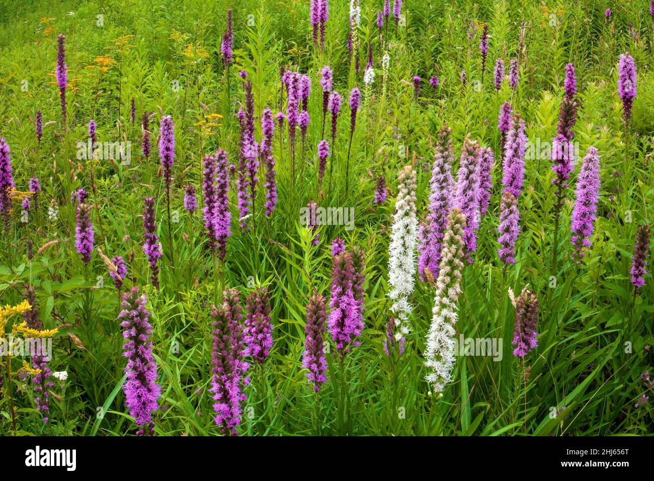 Dichter Blazing-Star, der auf einer wilden Sommerwiese in den Pocono Mountains in Pennsylvania blüht. Stockfoto