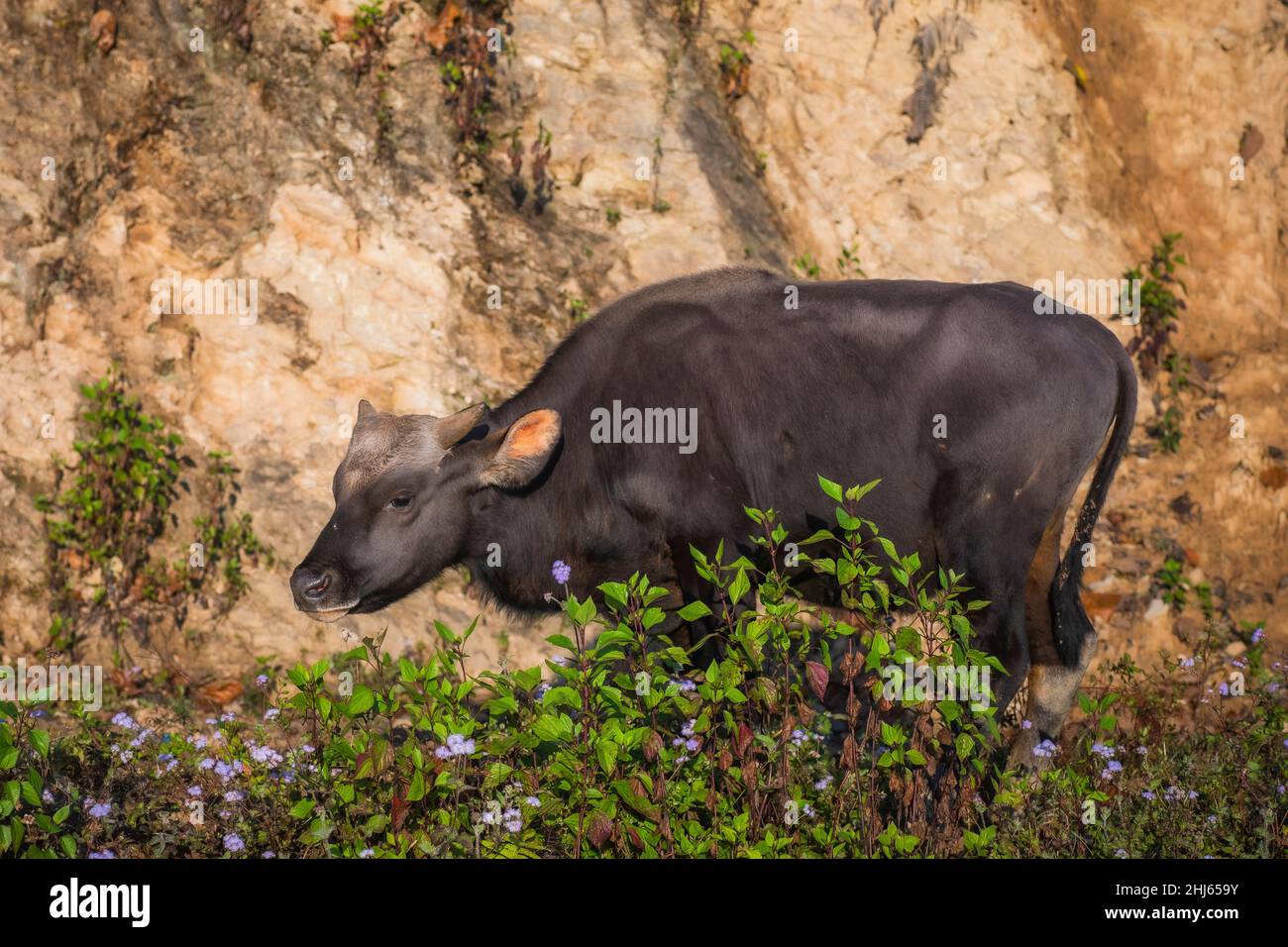 Mithun, Bos frontalis, State Animal, Satakha, Nagaland, Indien Stockfoto