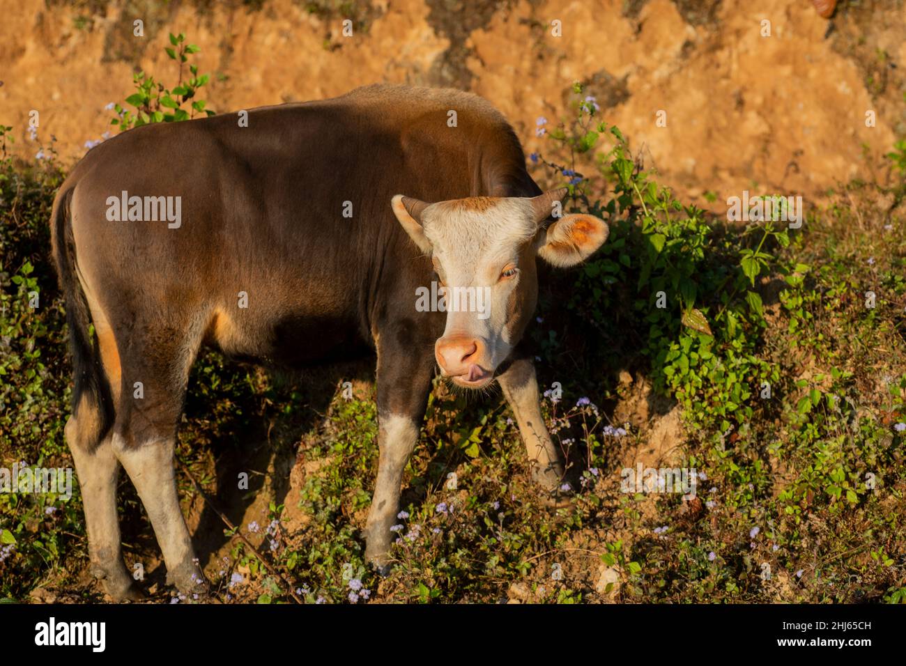 Mithun, Bos frontalis, State Animal, Satakha, Nagaland, Indien Stockfoto
