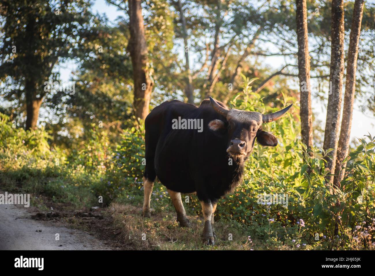 Mithun, Bos frontalis, State Animal, Satakha, Nagaland, Indien Stockfoto