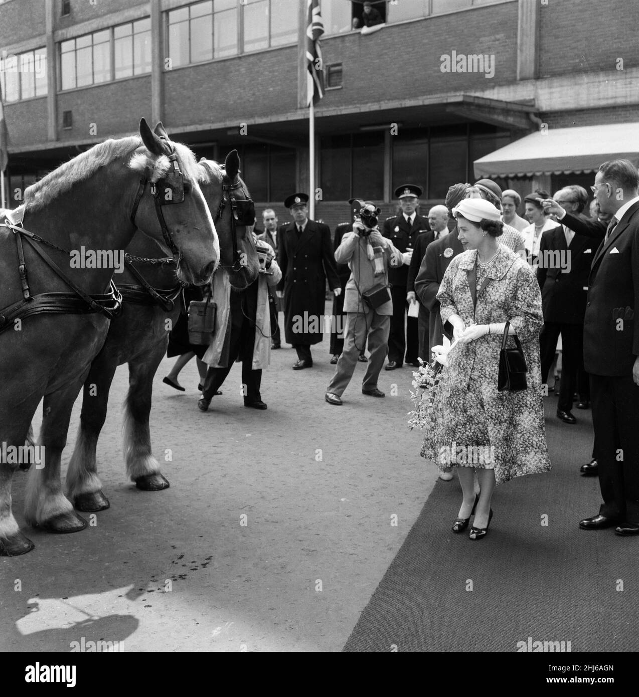 Königin Elizabeth II. Und Prinz Philip, Herzog von Edinburgh, besuchen Dänemark. Queen Elizabeth blickt auf die prächtigen Pferde der Carlsberg Breweries. 22nd Mai 1957. Stockfoto
