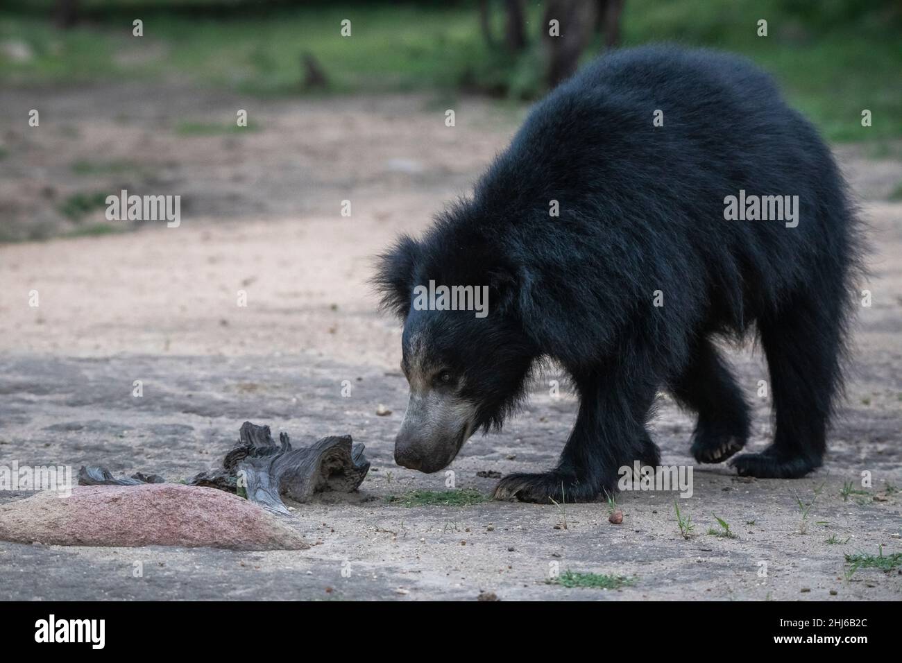 Faultier Bär, Melursus ursinus, Hampi, Karnataka, Indien Stockfoto