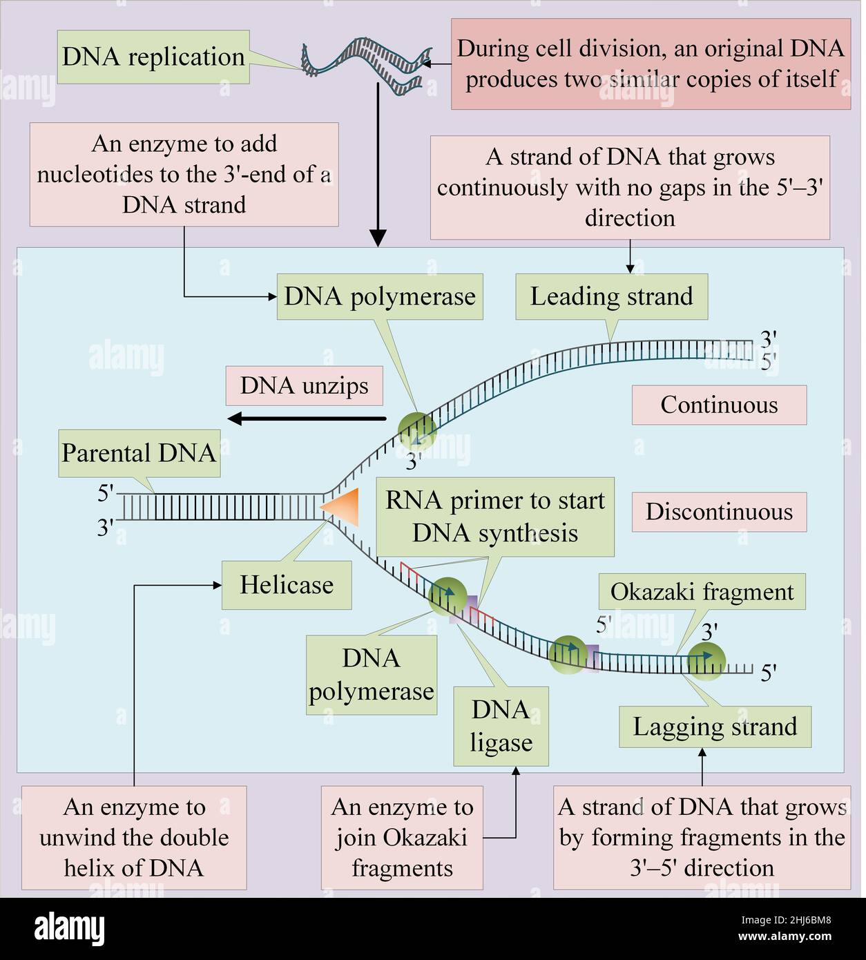 Die DNA-Replikation erfolgt durch Abwickeln der doppelten Helix der DNA Stockfoto