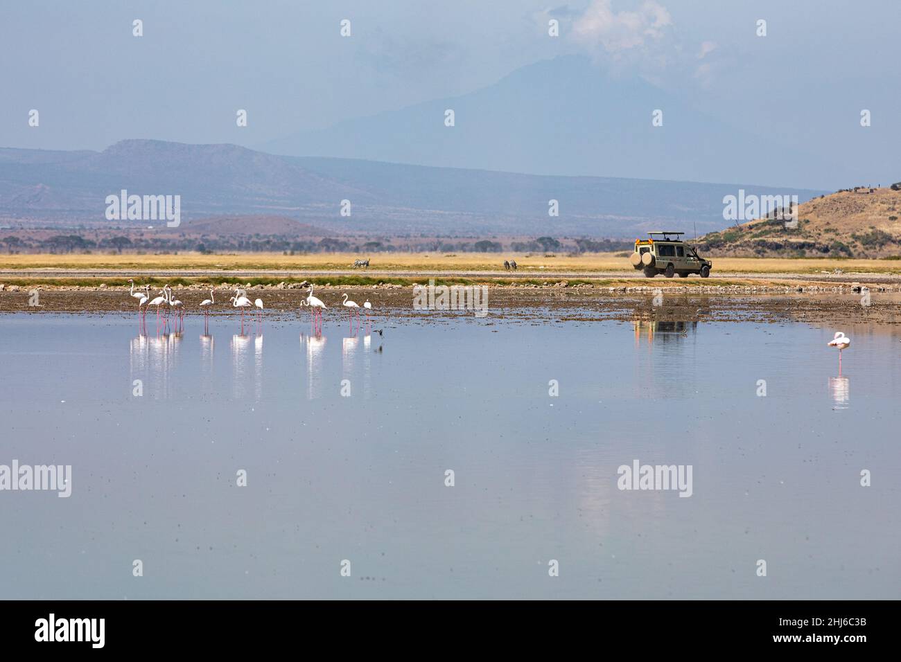 AMBOSELI NATIONAL PARK - 17. SEPTEMBER 2018: Der Amboseli National Park ist einer der besten Safari-Nationalparks Kenias Stockfoto